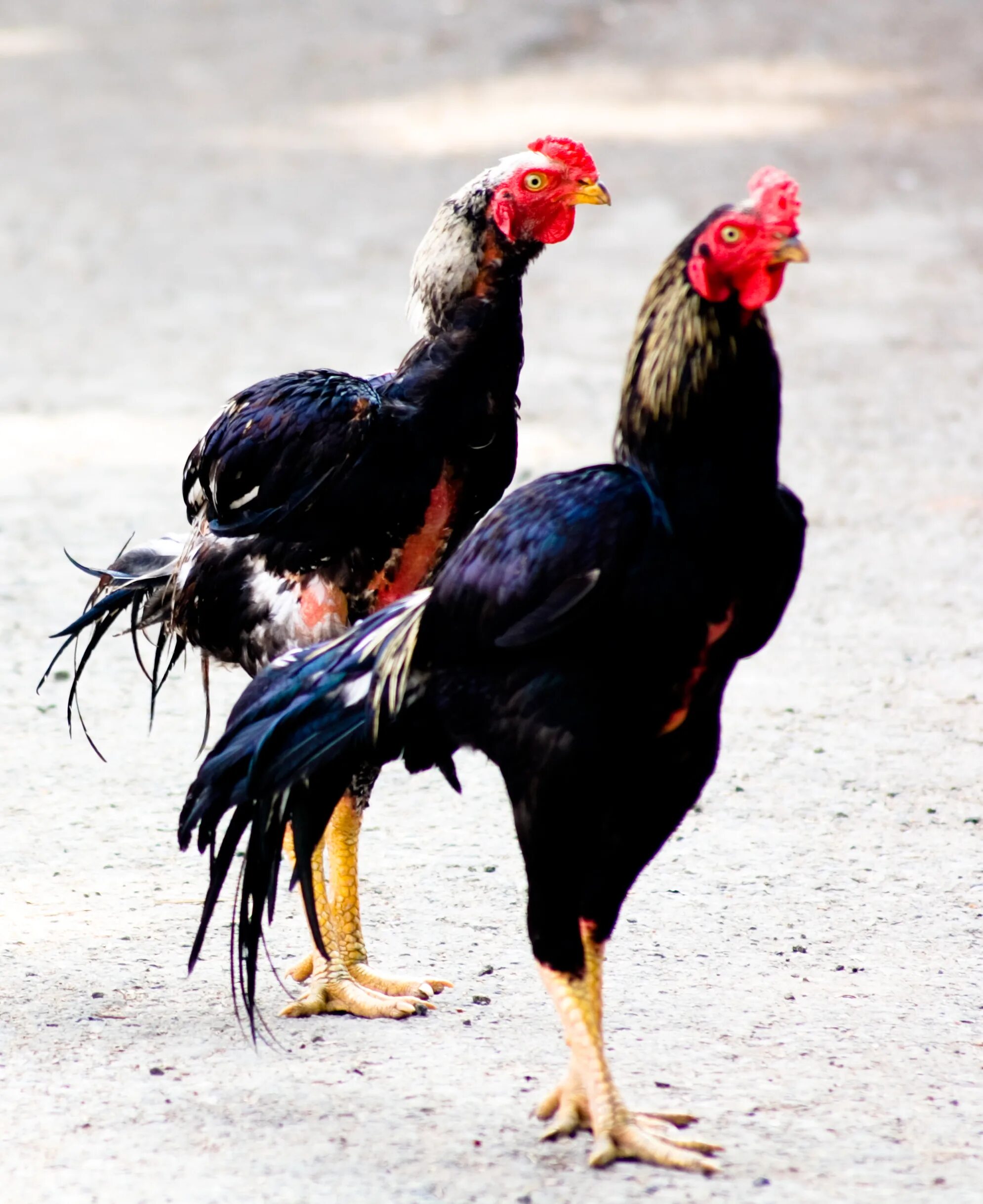 Cock fight