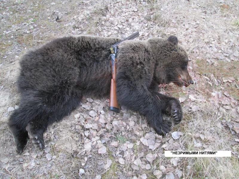 Фальшфейер против медведя. Медвежьи бои. Тропы медведя в лесу.
