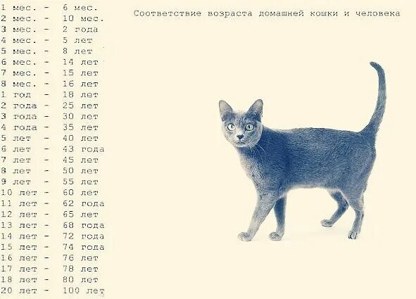 Коту 6 месяцев сколько. Таблица кошачьего возраста. Как посчитать сколько лет коту по человеческим меркам. Возраст котенка по человеческим меркам таблица по месяцам. По человеческим меркам кошачий Возраст 1 год.