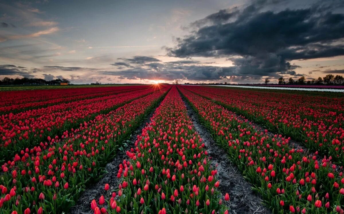 Где тюльпановые поля. Тюльпановые поля в Нидерландах. Тюльпановое поле Голландия закат. Тюльпановое поле в Голландии. Тюльпановые поля в Калининграде.