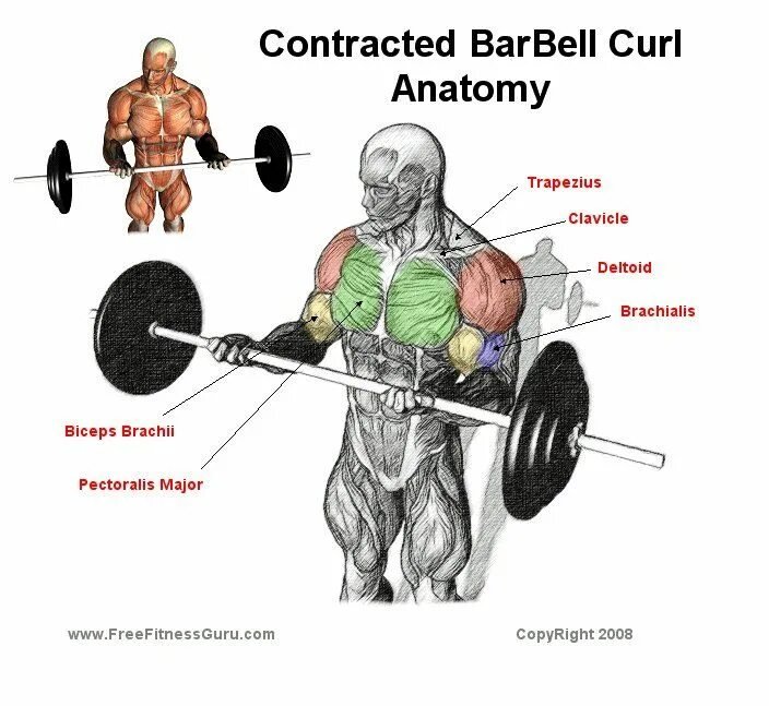 Curl connect. Barbel biceps Curls. Barbell Curl for biceps. Упражнения со штангой на бицепс и трицепс. Брахиалис анатомия бодибилдинг.