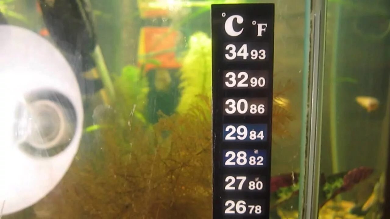 Холодная вода в аквариуме. Термометр для аквариума. Жидкокристаллический термометр рыбка. Температура в аквариуме для рыбок. Какая температура в аквариуме.