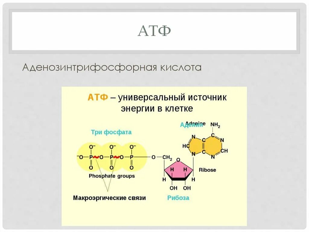 Увеличение атф. Строение молекулы АТФ. АТФ состав и строение. Структура клетки АТФ. Структурные элементы АТФ.