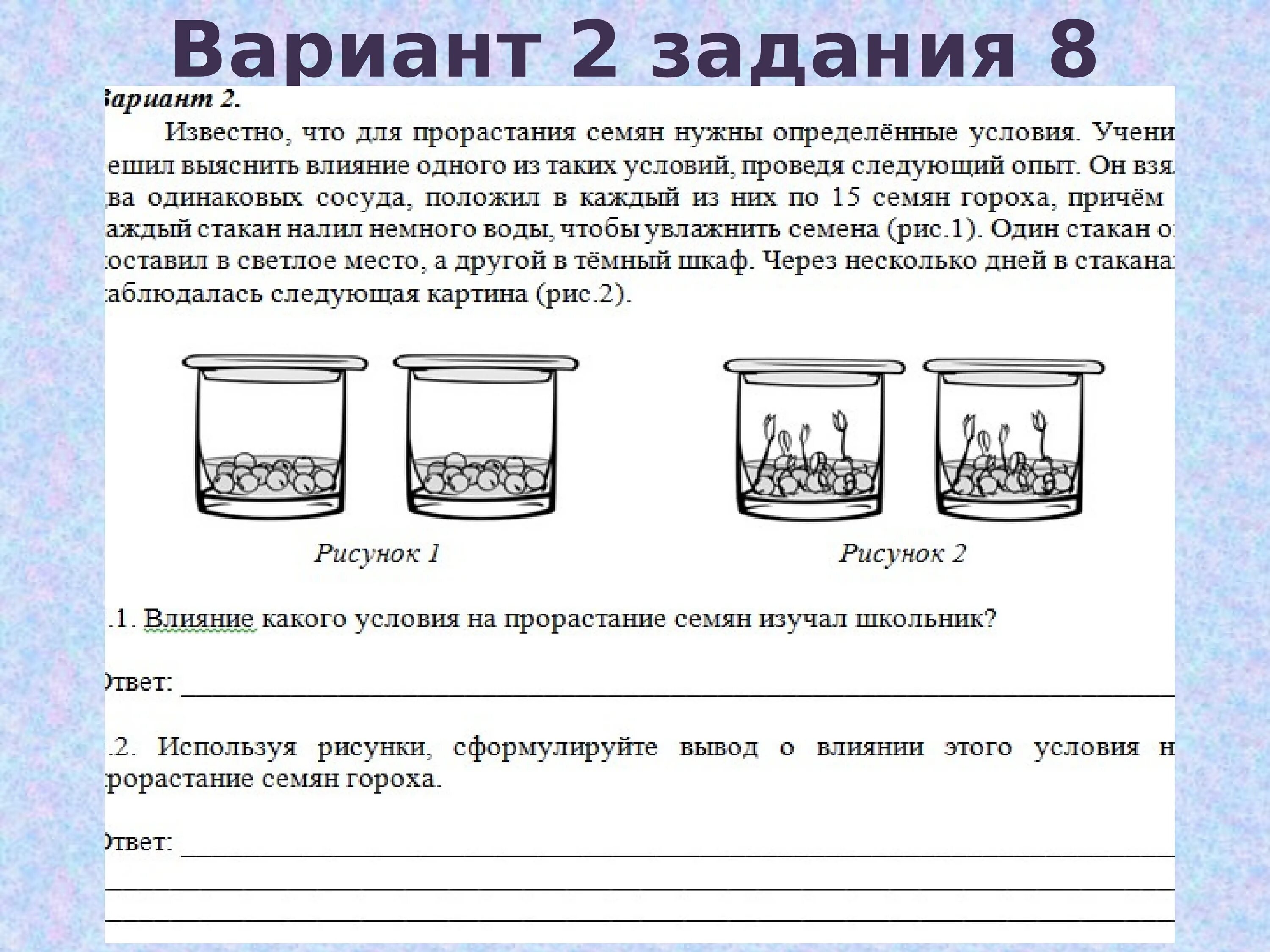 Ученики проводили опыты по проращиванию семян тыквы. Влияет наличие почвы на прорастание семян. Условия прорастания семян опыт. Задания ВПР по биологии 6 класс. Влияние света на прорастание семян гороха.