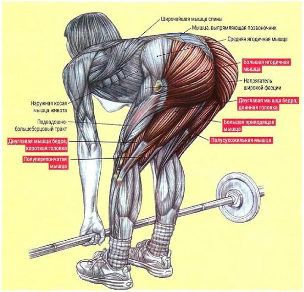 Становая какие мышцы. Румынская тяга мышцы задействованы. Мёртвая тяга со штангой техника. Румынская становая тяга мышцы. Румынская тяга со штангой техника выполнения.