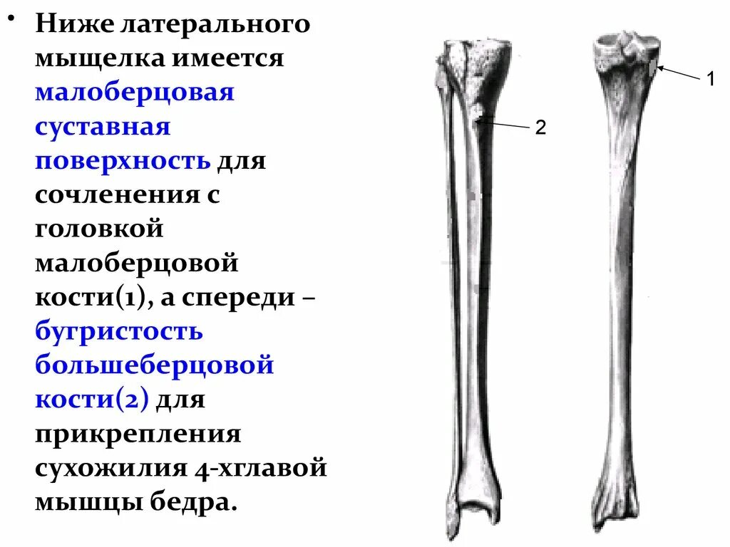 Головка большеберцовая кость анатомия. Суставные поверхности большеберцовой кости. Дистальный метафиз малоберцовой кости. Кости нижних конечностей малоберцовая.