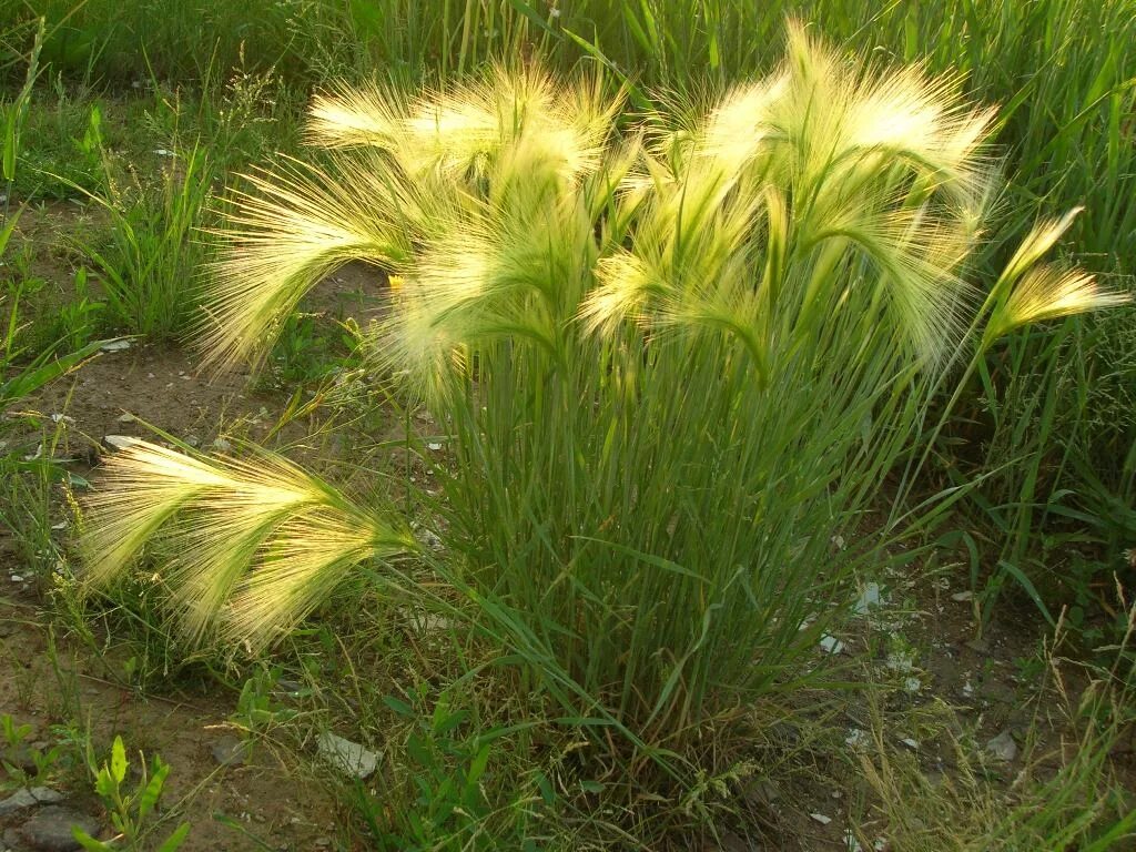 Травка садовая. Ячмень гривастый (Hordeum jubatum). Ячмень гривастый семена. Ячмень гривастый и ковыль. Декоративные травы ячмень гривастый..