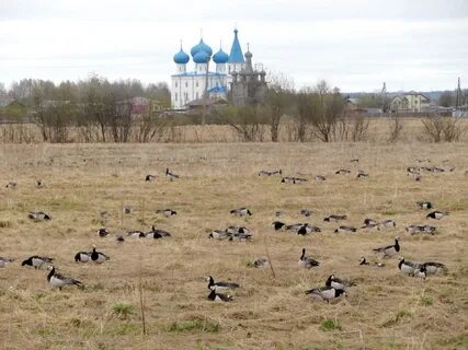 Гусь в архангельском