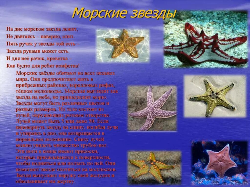 Морская звезда для детей. Морская звезда описание. Морская звезда описание для детей. Морские звезды девиз. День морской звезды