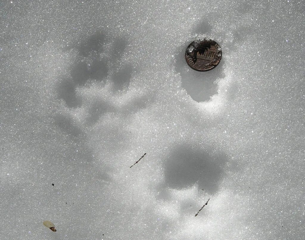 Лесная куница следы на снегу. Следы Лесной куницы. Следы куницы на снегу. След куницы зимой.