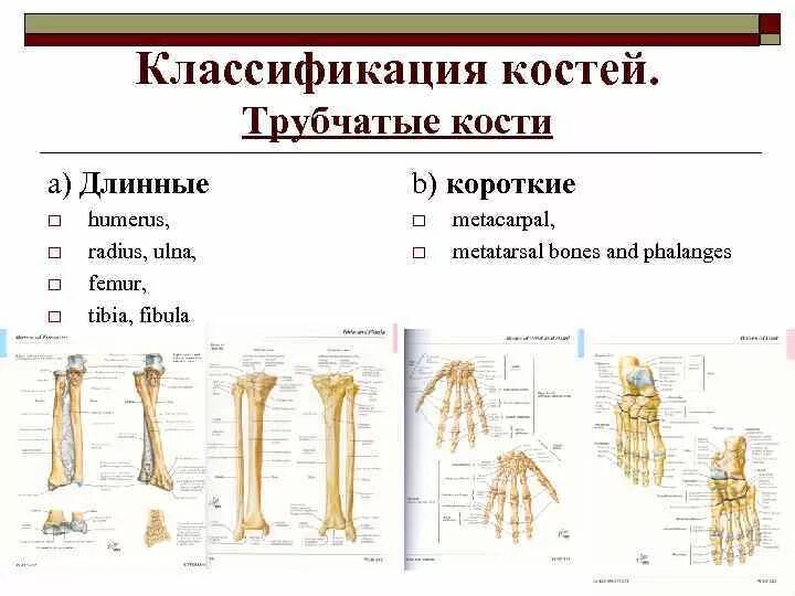 Классификация костей с примерами. Трубчатые кости длинные и короткие. классификация костей. кости человека классификация. длинных трубчатых костей.