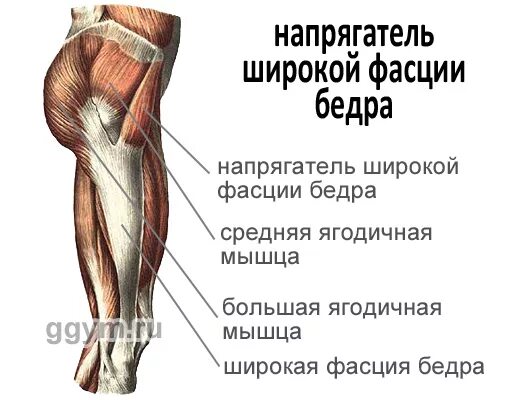 Напрягатель широкой фасции бедра функции. Напрягатель широкой фасции бедра функции. Напрягатель широкой фасции бедра функции. Широкая фасция бедра анатомия. Мышца-напрягатель широкой фасции.