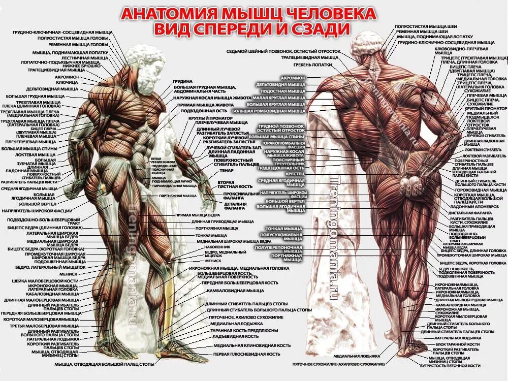 Мышцы общий вид. Атлас анатомия человека мышечная система. строение человека мышцы анатомия. атлас мышцы человека анатомия. строение мышечной системы человека схема.