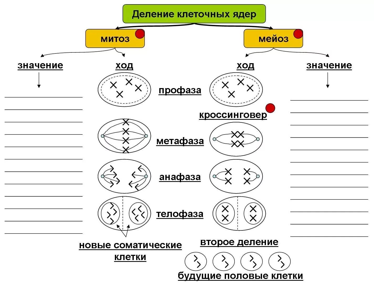 Мейоз схема ЕГЭ. Схема мейоза биология. Задания по митозу и мейозу 10 класс. Митоз и мейоз 10 класс биология.