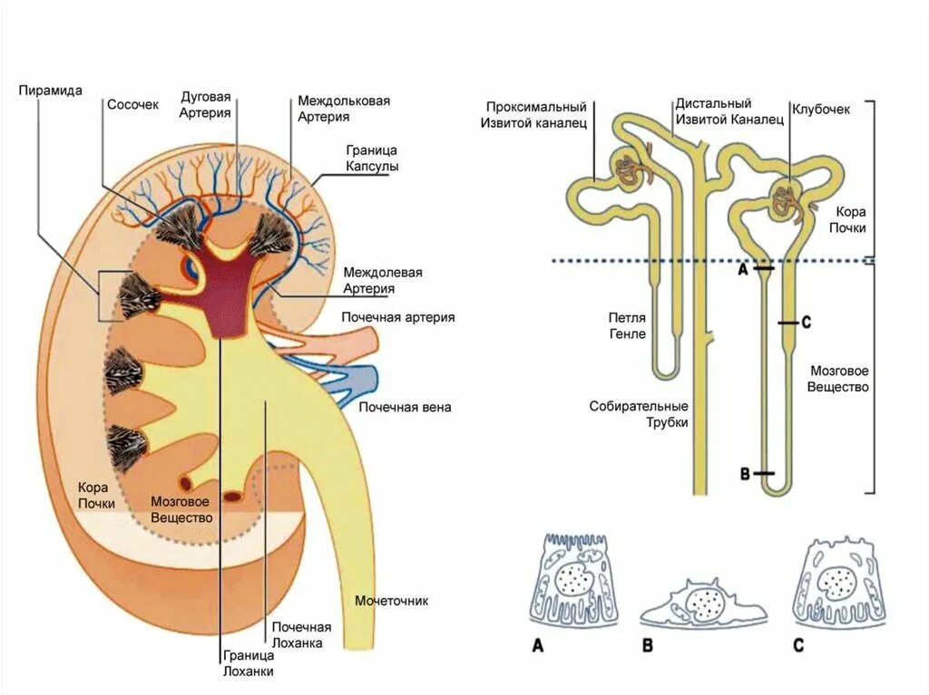 Движение мочи по собирательным трубочкам пирамид. Строение нефрона почки. Схема нефрона почки. Мочевыделительная система нефрон схема. Выделительная система строение нефрона.