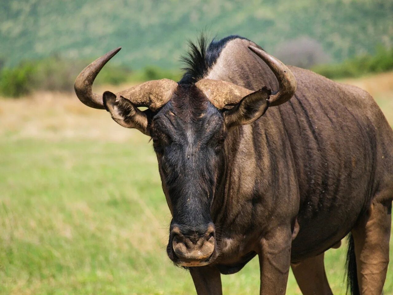 Животные антилопа гну. Антилопа гну. Wildebeest антилопа гну. Голубая антилопа гну. Африканская антилопа Гни.