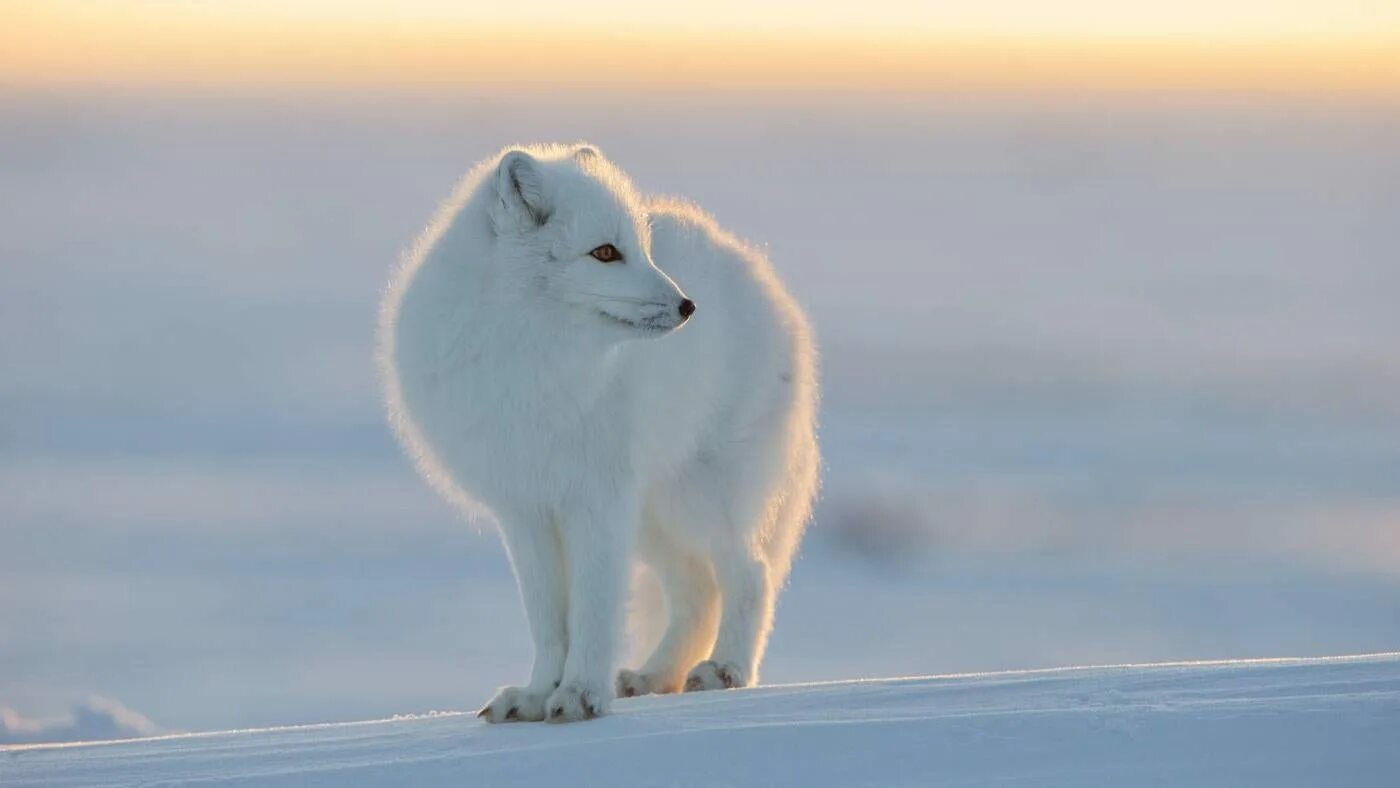 Обитатели полюсов. Песец в Антарктиде. Песец арктических пустынь. Северный олень, песец, волк, лемминги, Полярная Сова. Полярный песец Арктики.