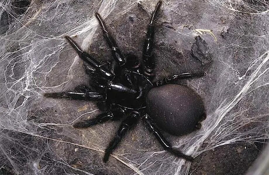 Сиднейский лейкопаутинный паук. Sydney Funnel web Spider. Воронковый паук. Atrax robustus паук.