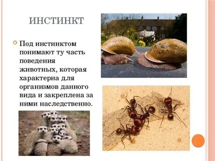 Как на поведение живого существа влияет инстинкт