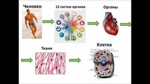 Сколько клеток у человека в организме