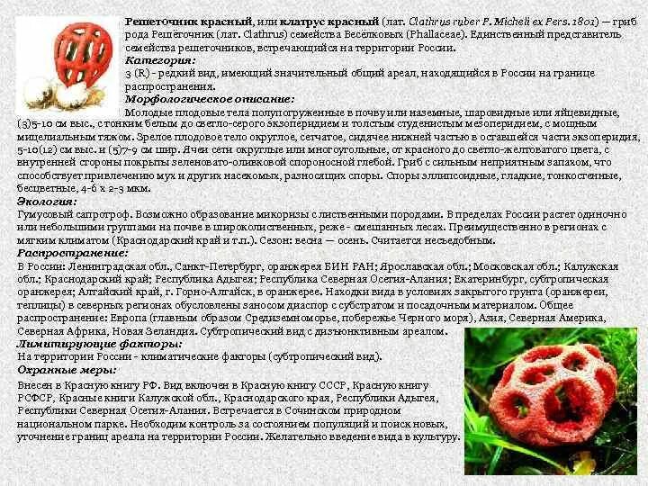 Клатрус красный, или ГРИБ РЕШЁТОЧНИК Грибы Дзен