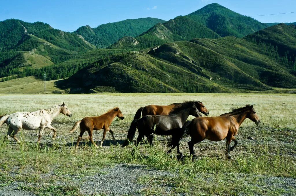 Купить коня алтайском. Дикие лошади на Алтае. Коневодство у алтайцев. Алтайская лошадь. Лошадка на Алтае.