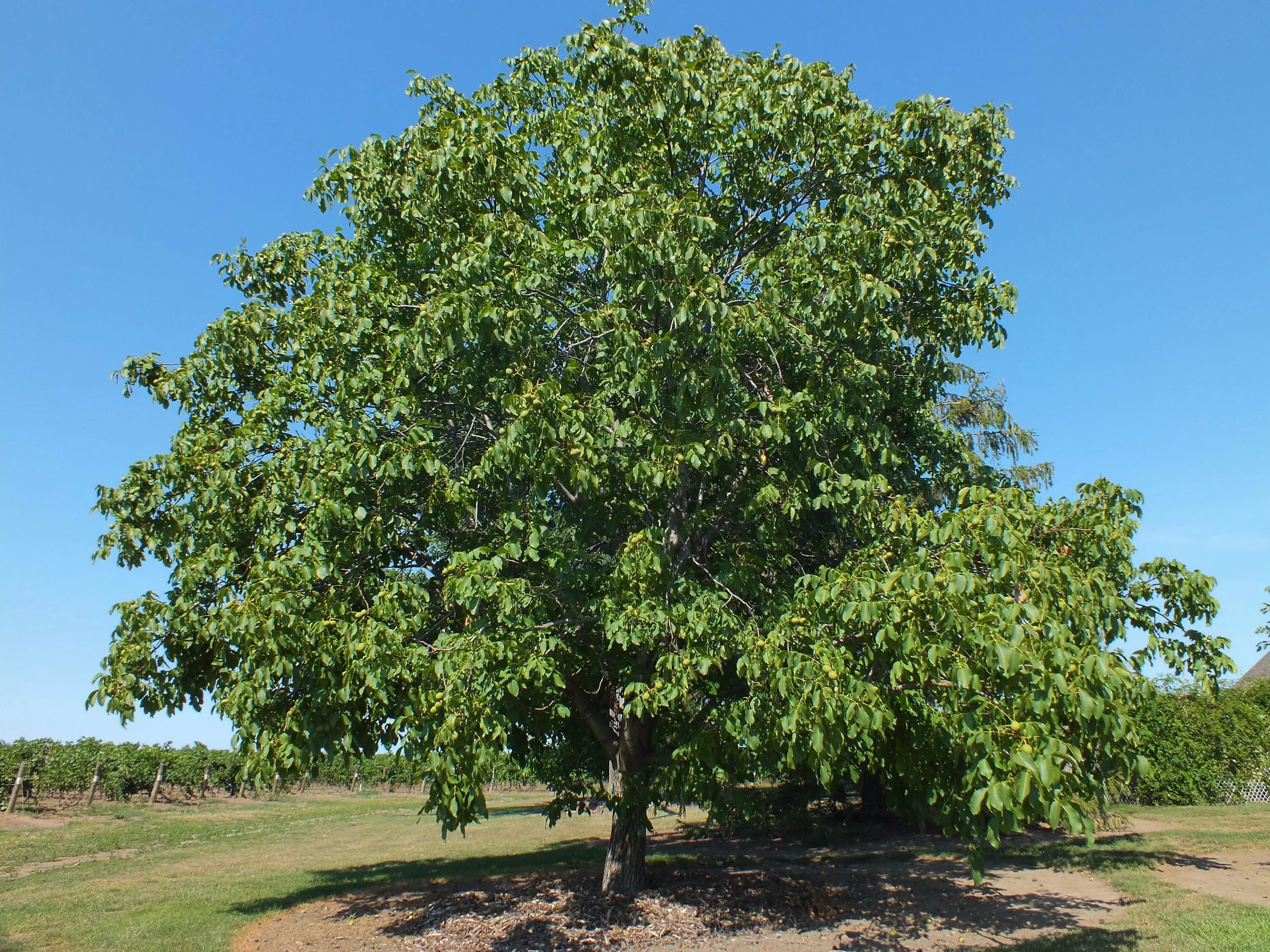 Сколько растет орех. Орешник грецкий. Грецкий орех дерево. Орешник грецкий дерево. Орех грецкий (Juglans Regia).