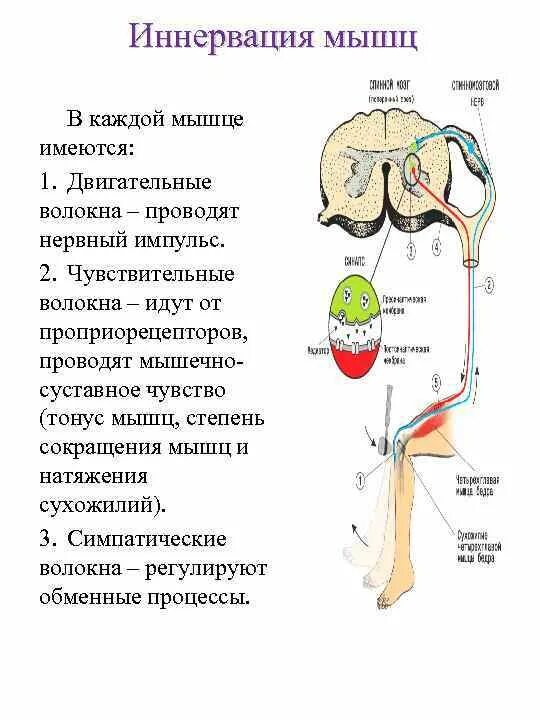 Обеспечивает иннервацию скелетных мышц. Схема иннервации скелетной мышцы. схема иннервации инспираторных мышц. иннервация мышечных волокон.