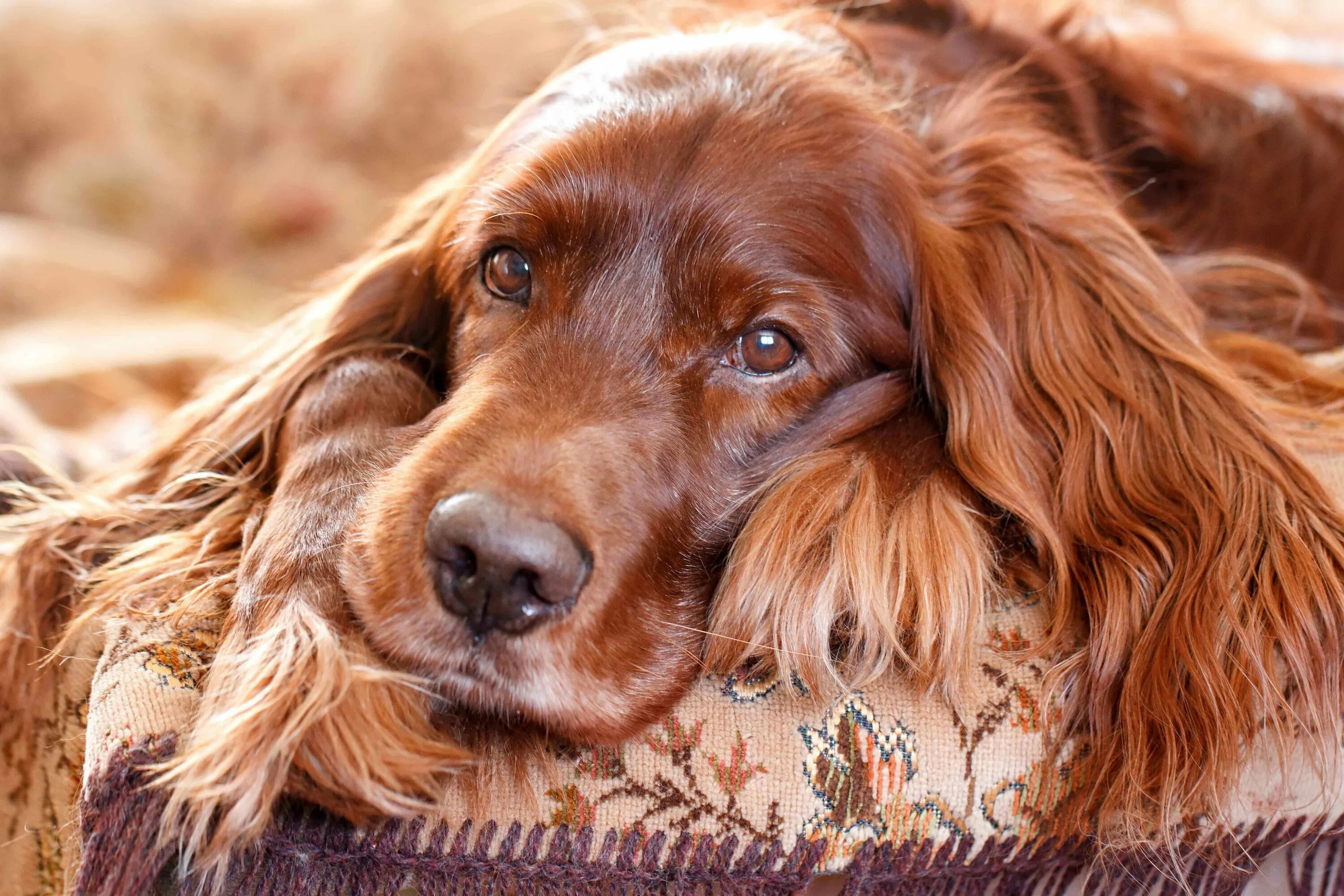 Ирландский сеттер. Ирландский сеттер (Irish Setter). Ирландский красный сеттер щенки. Ирландский сеттер рыжий. Irish setter