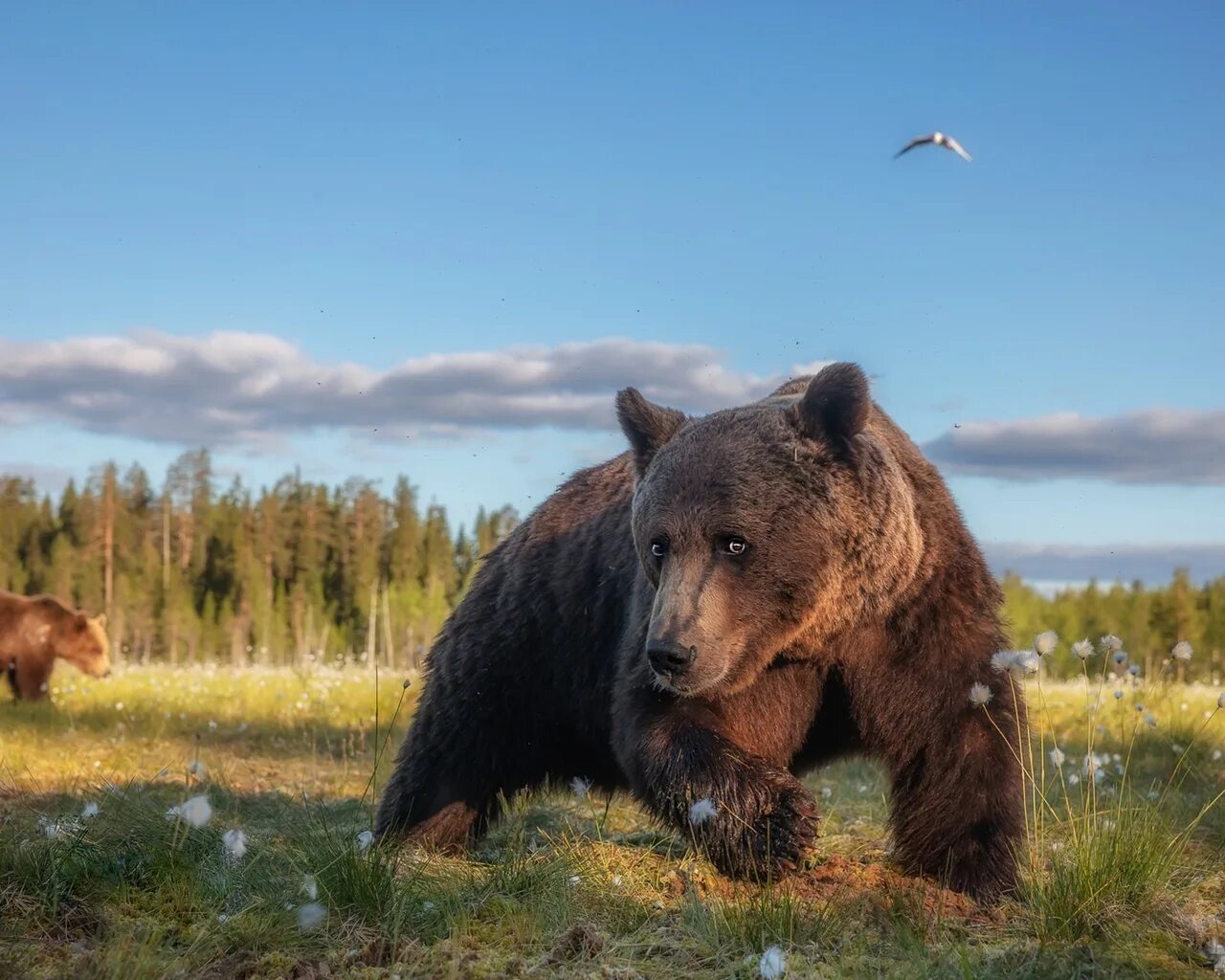 Северная Америка медведь Гризли. Гризли североамериканский бурый медведь. Сибирский бурый медведь. Бурый медведь Забайкалья. Какие медведи хищники