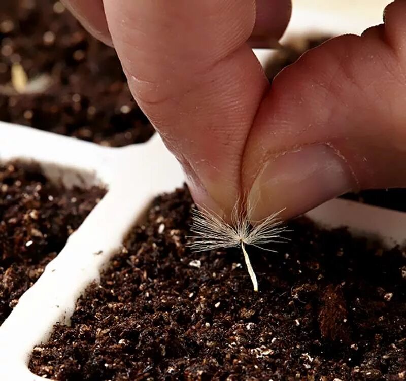 Как вырастить семена цветов. Пикирование лобелии. Проростки бархатцев. Всходы. Астра альпийская всходы.