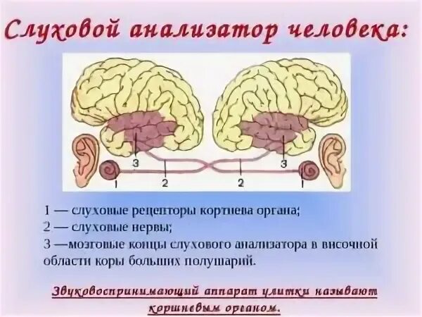 Рецепторы слухового анализатора находятся. Где расположены рецепторы слухового анализатора. Слуховой анализатор слуховой нерв. Слуховве репеторы располобены. Рецепторный орган слуха