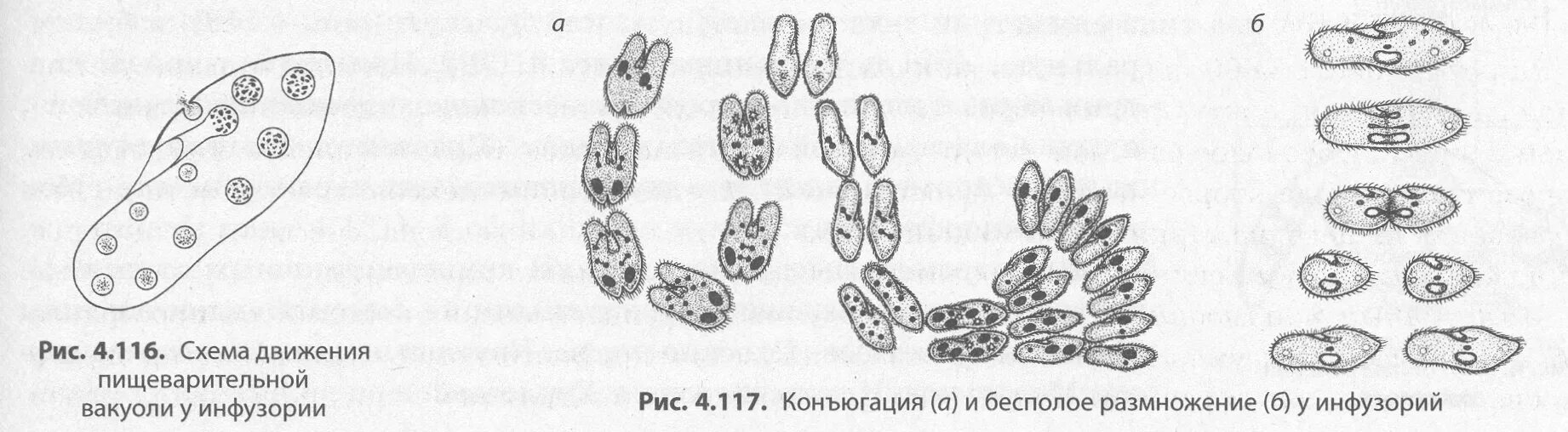 Конъюгация инфузорий. Инфузория туфелька бесполое размножение. Деление инфузории туфельки бесполое. Конъюгация инфузории туфельки.