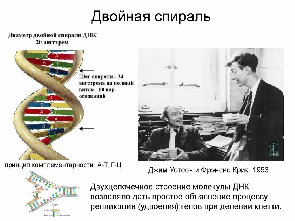 Модель двойной спирали днк. Рентгеноструктурный анализ днк. Схема строения днк двойная спираль. Двуспиральная модель днк. Структурная модель днк по уотсону и крику.