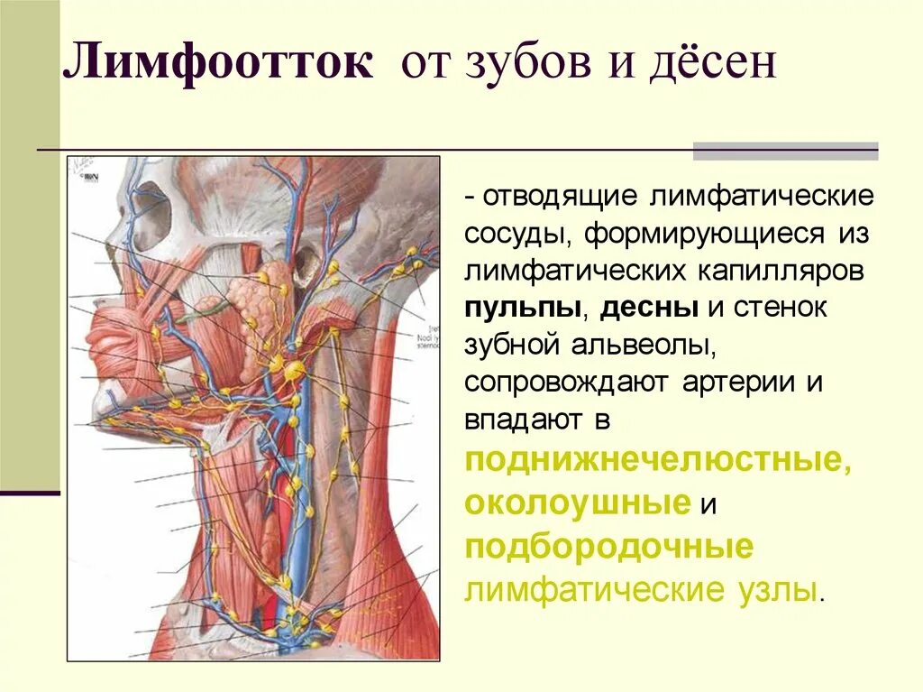 Лимфоузла шейные лимфоотток. Лимфоотток нижней челюсти. Десны кровоснабжение иннервация лимфоотток. Лимфоотток от зубов нижней челюсти. Где находятся кровеносные и лимфатические сосуды