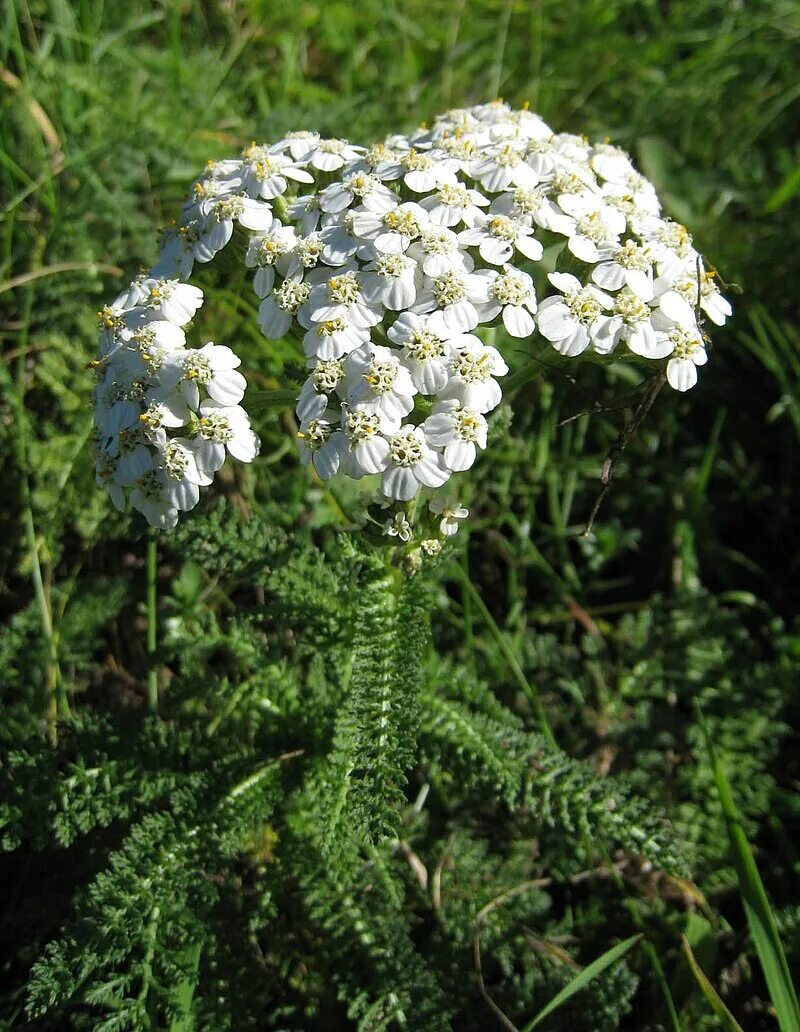 Тысячелистник обыкновенный (Achillea millefolium). Тысячелистник обыкновенный (Achilléa millefólium). Тысячелистник обыкновенный (Achillea millefolium l.). Тысячелистник Медисон.