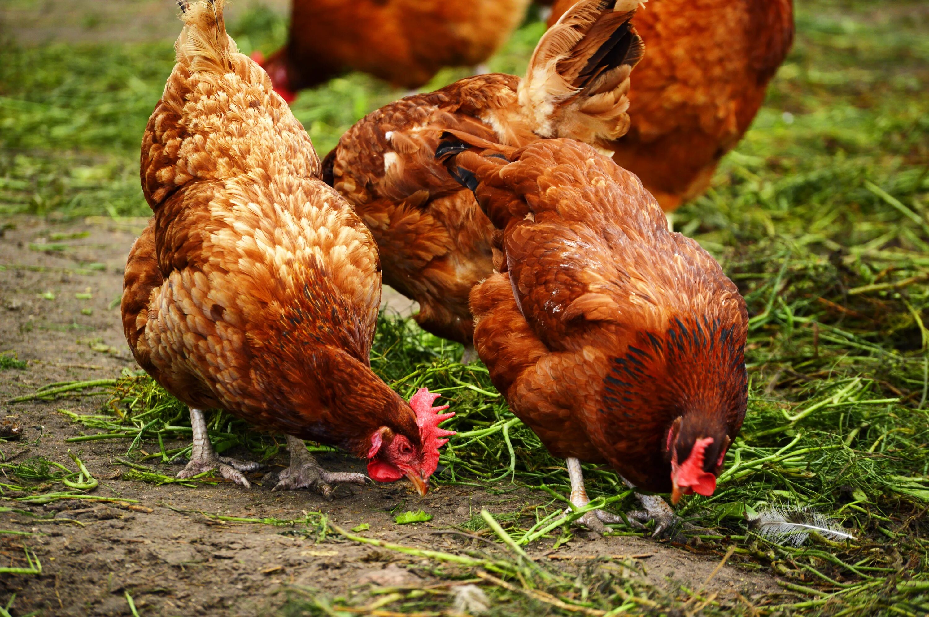 Your chickens. Белореченская курица. Морравы куры. Курица фото на природе. Курами фотообои.