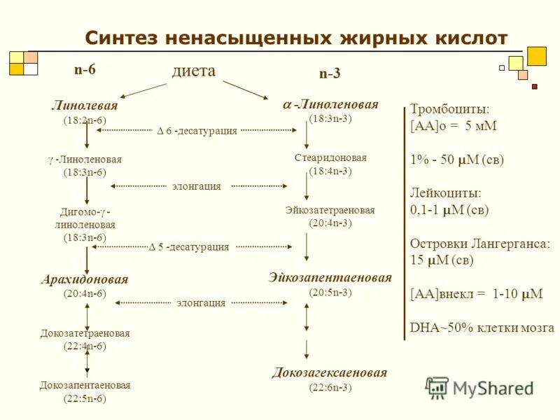 Реакция синтеза жиров. Синтез жирных кислот схема. Синтез ненасыщенных жирных кислот. Синтез жирных кислот биохимия схема. Биосинтез непредельных жирных кислот.