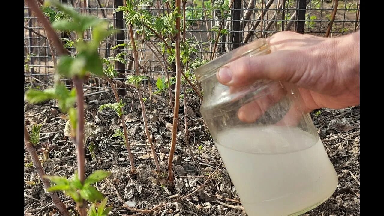 Малина ремонтантная ветка. Обрезка ремонтантной малины весной. Посадка малины. Листовой опад малины. Кусты малины весной.