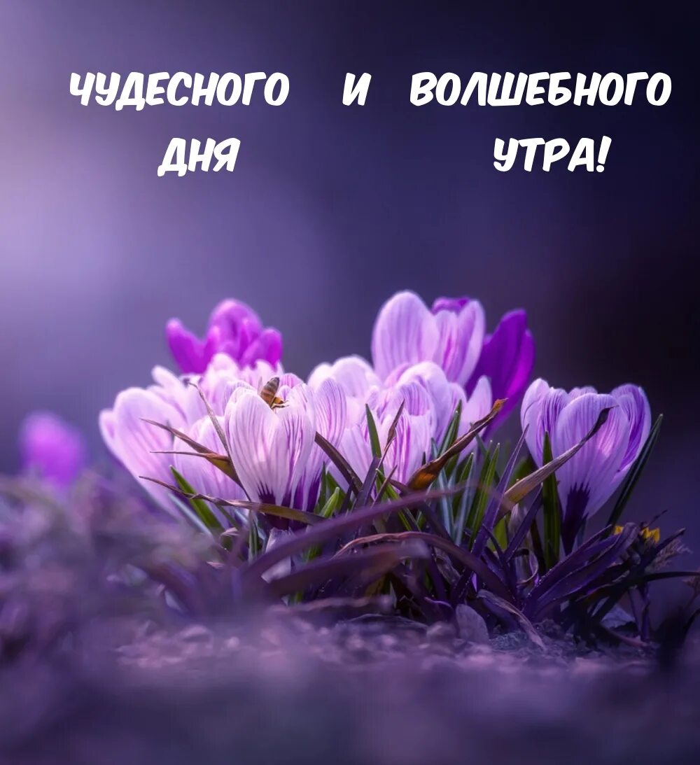 Открытка будет новый день. Лавандовый Крокус – Lavender Crocus. Доброе утро и отличного настроения. Обои на рабочий стол цветы. Доброе утро прекрасного дня.