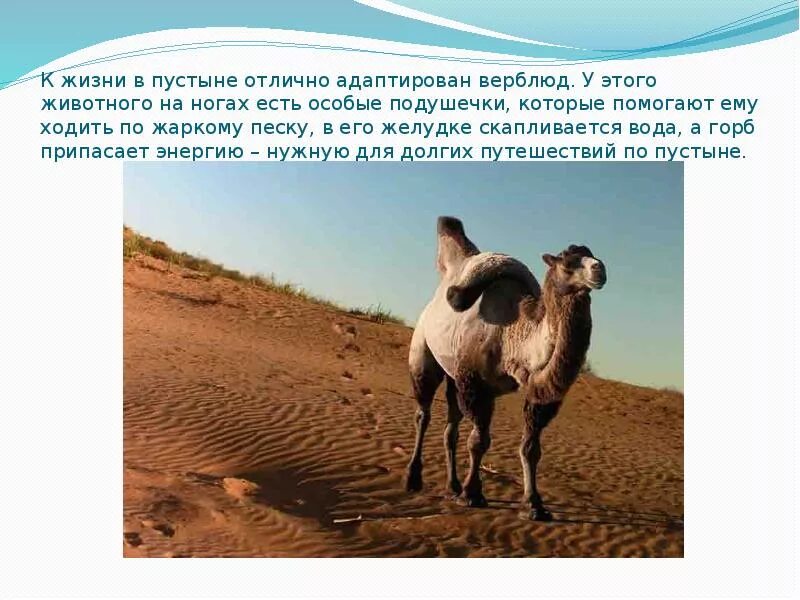 Какое приспособление существует у животных пустынь. Адаптация животных в пустыне. адаптация верблюда. верблюд адаптации к среде. приспособление к жизни верблюда.