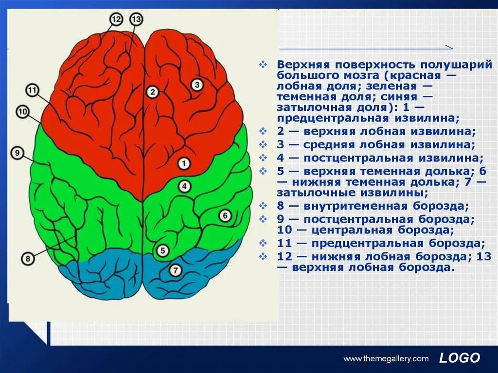 Поверхности больших полушарий. Нижняя поверхность полушария. Рельеф полушарий головного мозга. Полушария мозга извилины.