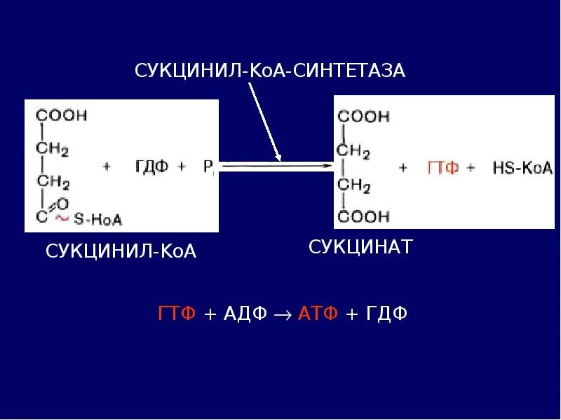 Пируват атф. Сукцинил КОА. Пируват в сукцинил КОА. Сукцинил КОА синтетаза. Сукцинил КОА пути.