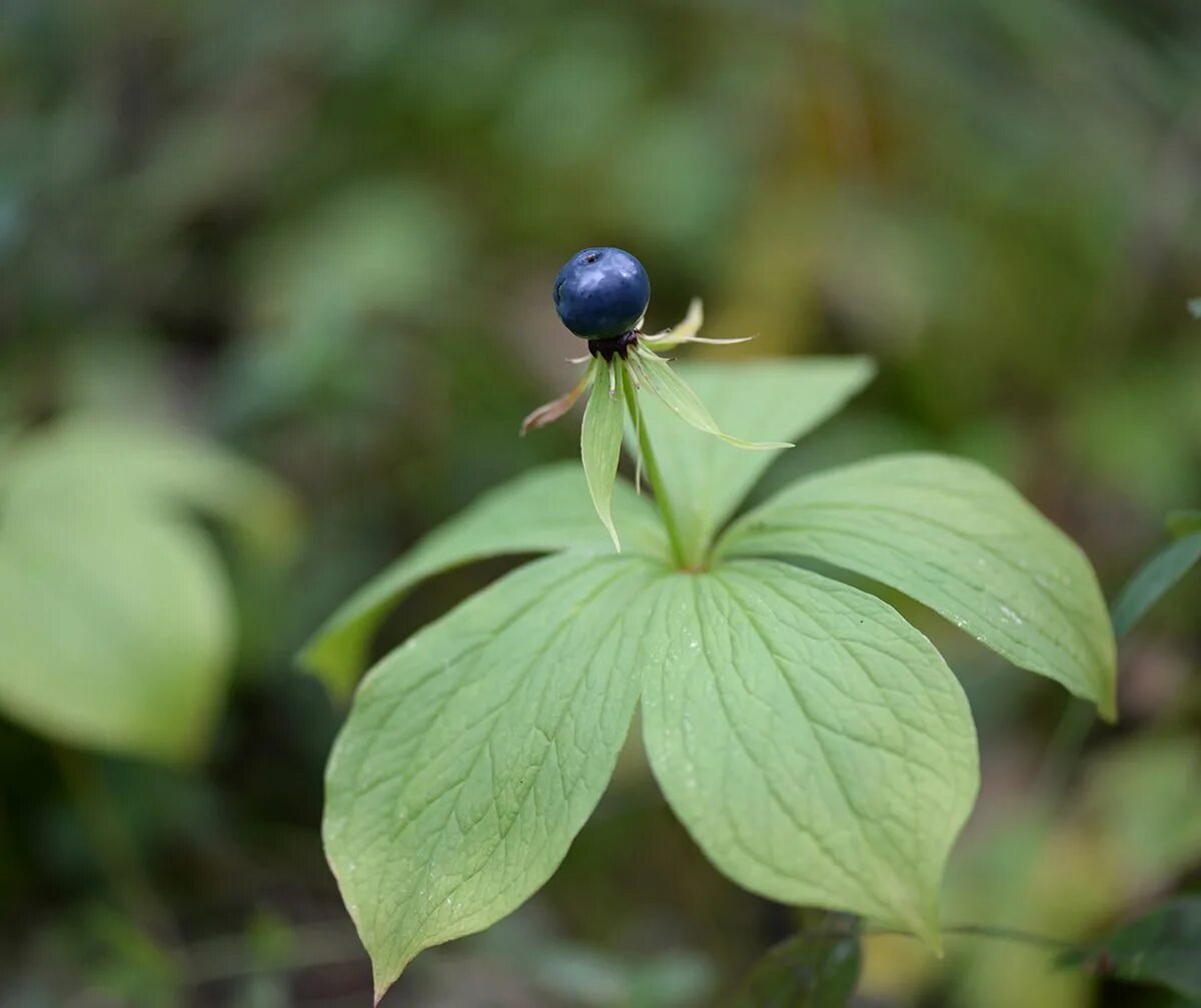 4 ядовитых растений. ядовитые и неядовитые растения. ядовитые дикорастущие растения. ядовитые лесные растения.