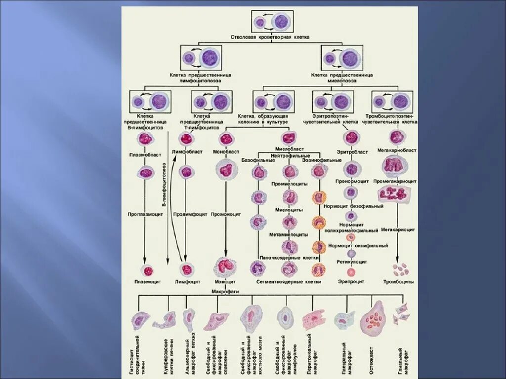 Кровь дифференцировка. Схема кроветворения стволовая клетка. Общая схема кроветворения гистология. Гемопоэтическая стволовая клетка схема. Современная схема кроветворения эритропоэз.