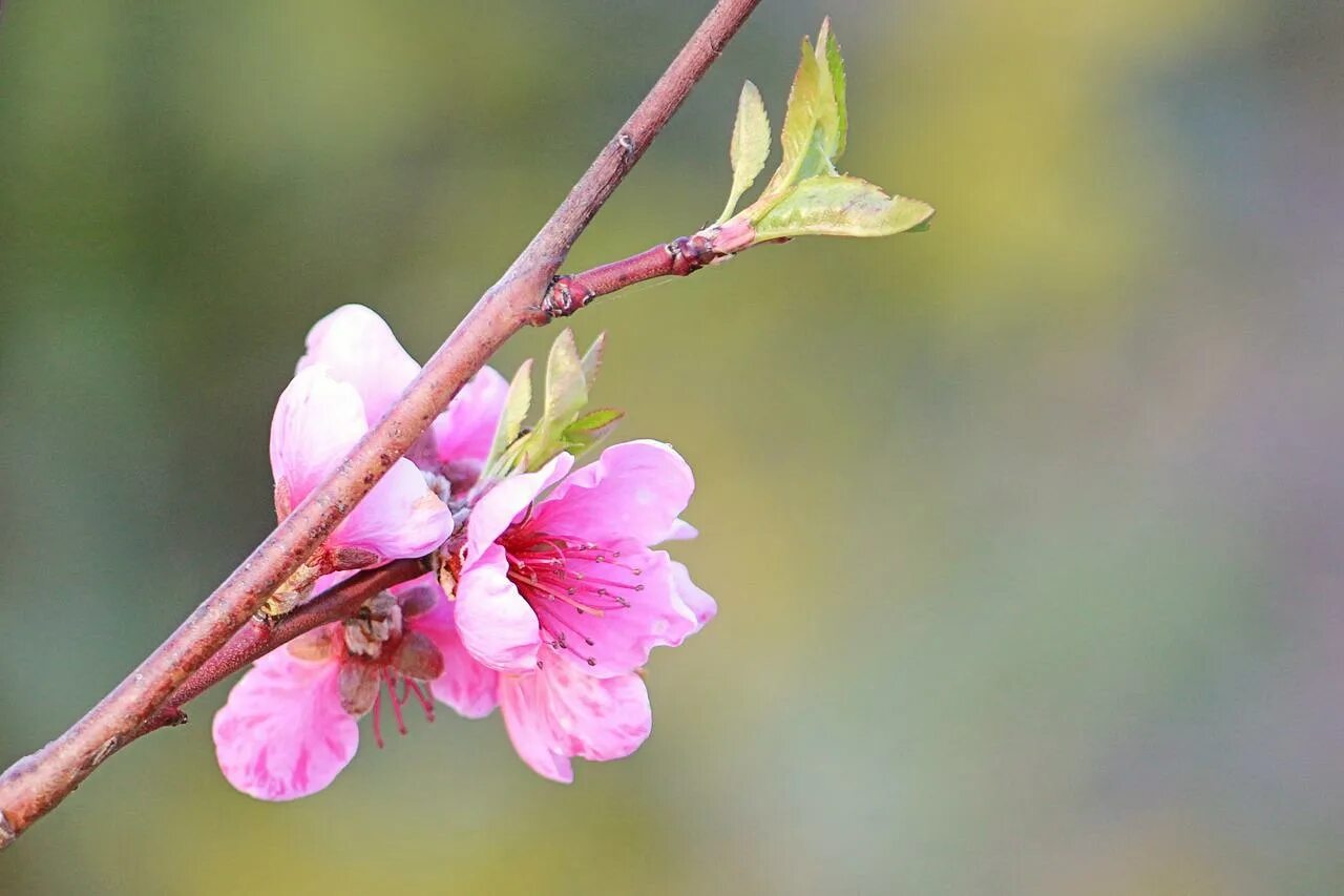 Цветущее дерево персика. Дерево нектарин цветет. Персиковое дерево цветение. Цветение дерево персик Калининград. Нектарин цветение.