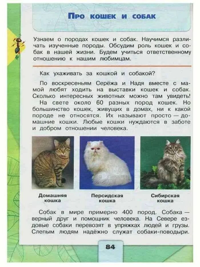 Кошки и собаки 2 класс. Про кошек и собак 2 класс окружающий мир. Породы кошек окружающий мир 2 класс. Породы кошек и собак окружающий мир 2 класс. Кошки окружающий мир 2 класс.