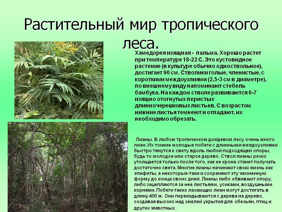 Растительный мир тропических лесов. Тропические леса климат. Животные и растения тропических лесов. Тропические леса индии это 1 класс. Тропические леса презентация.