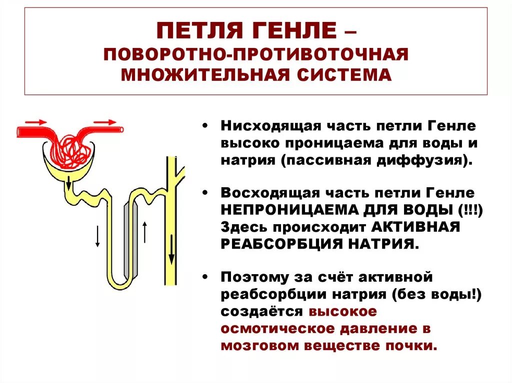 Какой процесс происходит в канальцах нефрона. Поворотно-противоточный механизм петли Генле. Стенка тонкого нисходящего канальца петли Генле проницаема для. Поворотно-противоточного механизма петли нефрона. Строение почки петля Генле.