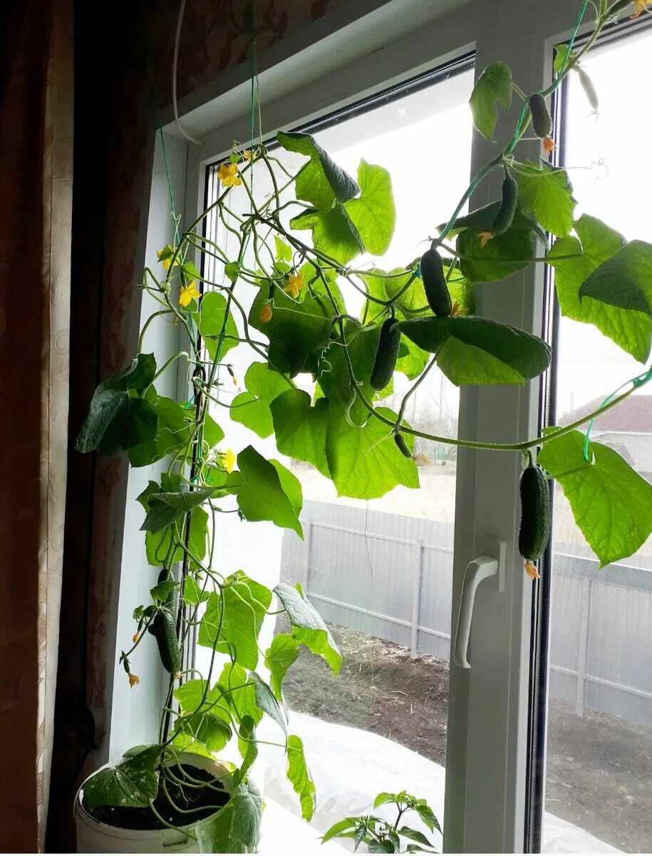 огурцы дома на подоконнике зимой. ампельные огурцы. огурчики на подоконнике. огурцы дома на подоконнике зимой. огурец онежский f1.